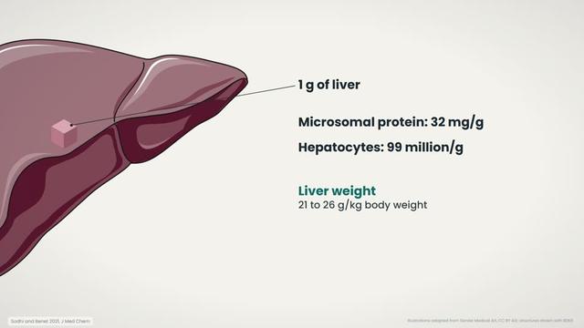 The in vitro assay and scaling factors