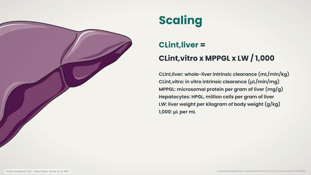 Scaling to the whole liver