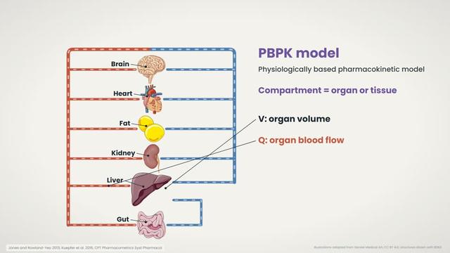 Classical models and PBPK models