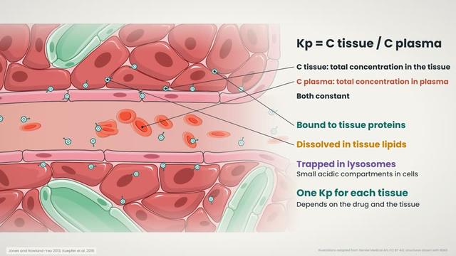 The tissue-to-plasma partition coefficient