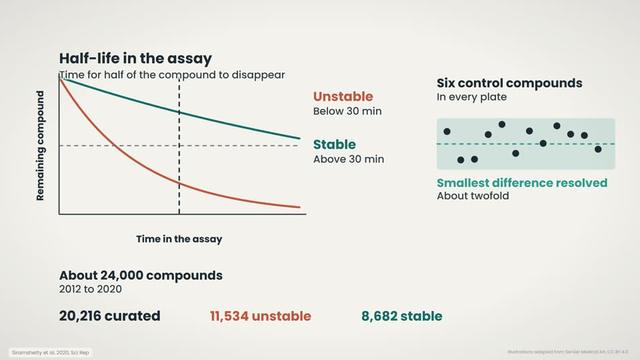 Rat liver microsomal stability