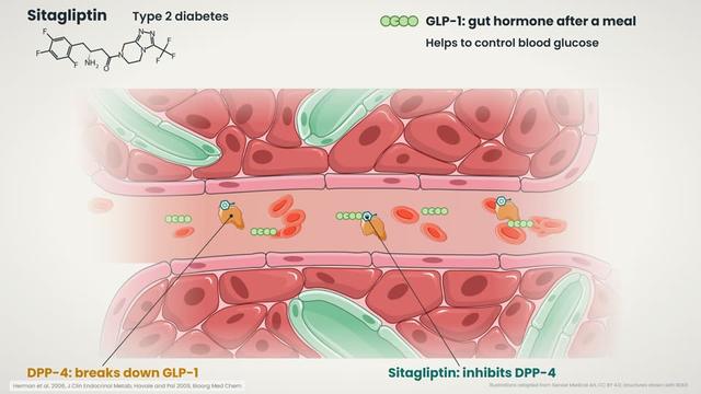 Sitagliptin and DPP-4